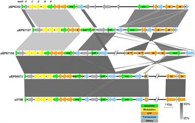 Host-encoded, cell surface-associated exopolysaccharide required for adsorption and infection by lactococcal P335 phage subtypes
